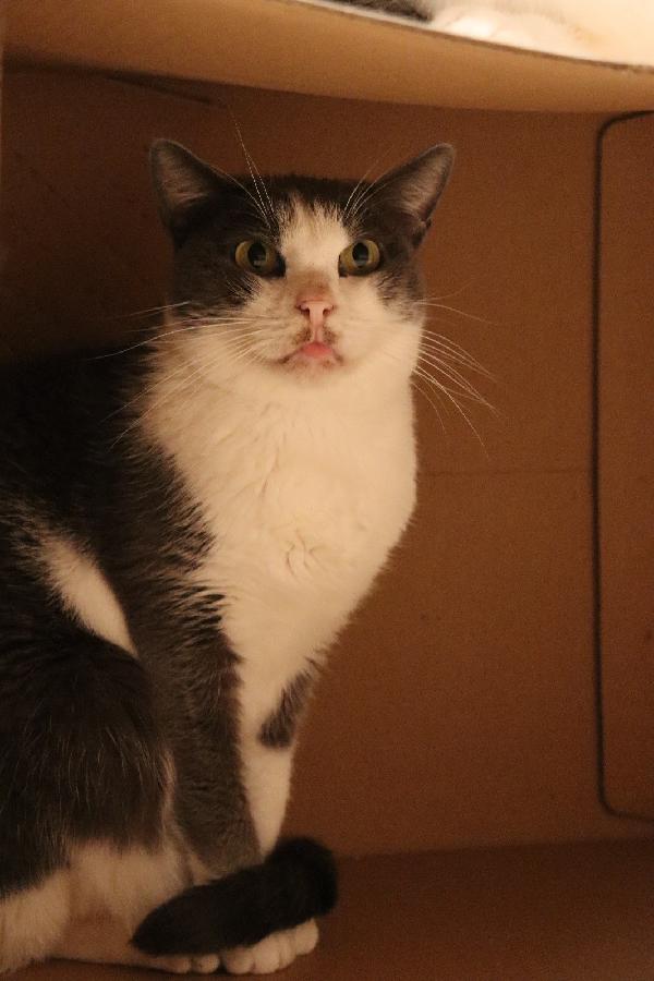 ROSALIA una gattina perfetta! Foto 5